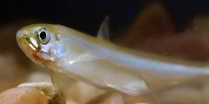 How CRISPR Can Aid in Wildlife Conservation