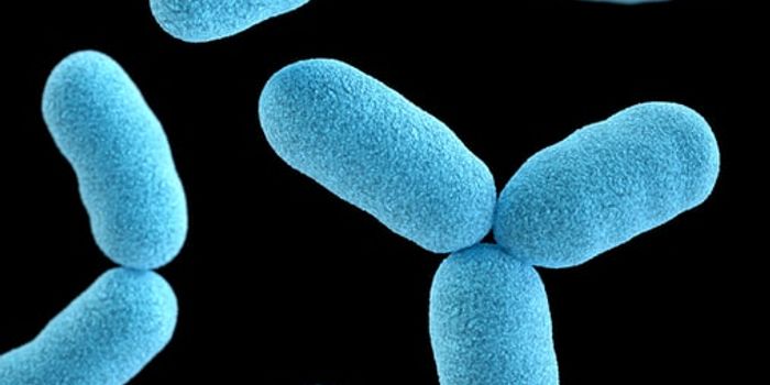 Engineering Drug-Producing Bacteria