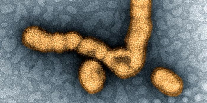 How Cells Can Create a Dangerous 'Footprint of Death'