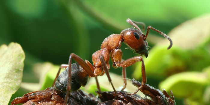 Organs "Have Minds of Their Own" When It Comes to Growth