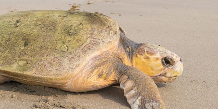 Previously-Injured Loggerhead Turtle Released Into the Wild Following Treatment