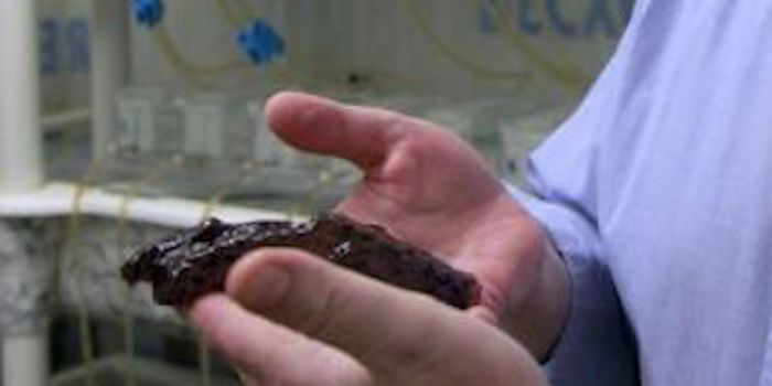 Scientists Transfer a Memory From one Snail to Another