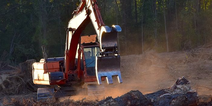 Deforestation's Hidden Toll: Impact on Child Health