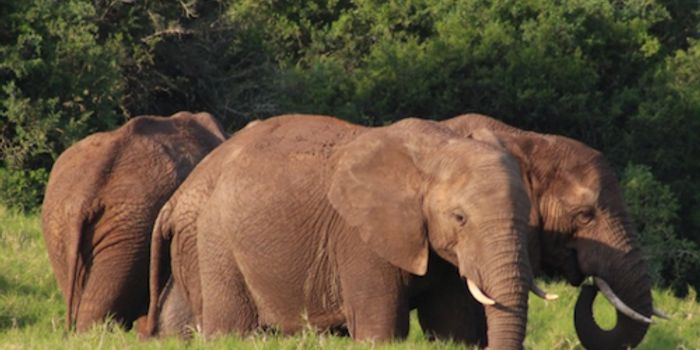 Forensic Efforts To Combat Ivory Poaching