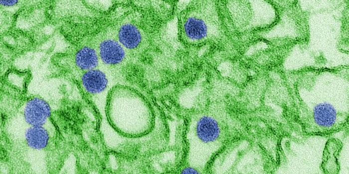 Common Antibiotic Could be Effective Zika Treatment
