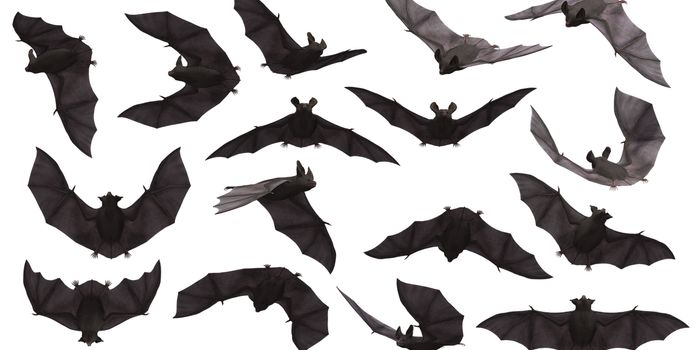 Big Brown Bats Live Longer Due to Hibernation