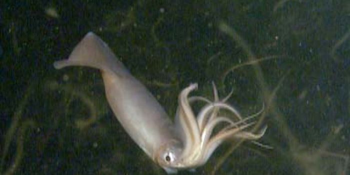 Packs of Humboldt Squid Rise From the Deep to Feed
