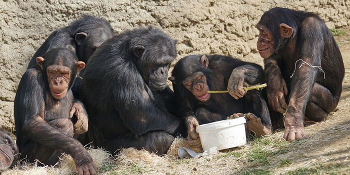 Chimpanzees and gorillas may be friends after all