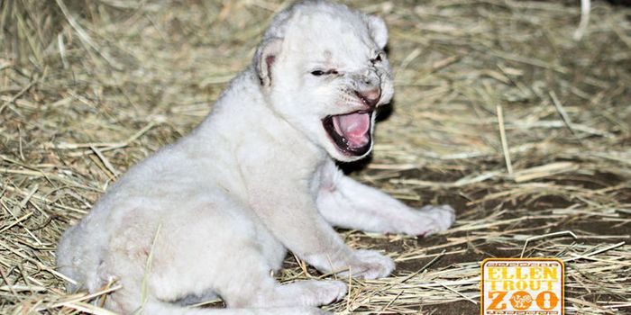 Rare White African Lion Cub Born at Ellen Trout Zoo