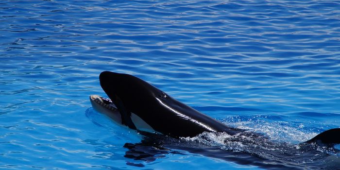 Listen to a Killer Whale Say "Hello"