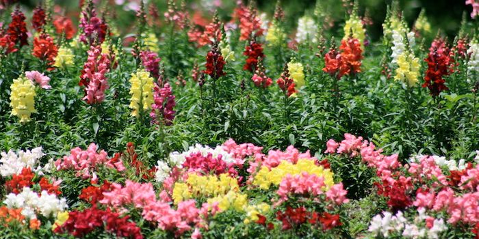 Sequencing the Genomes of 10,000 Plants