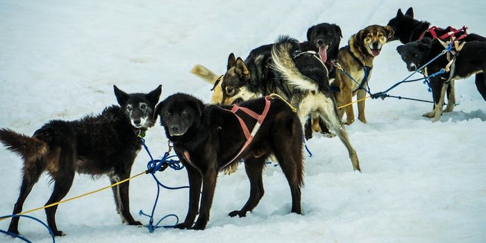 Sled Dogs & an Ancient Siberian Dog Have a Lot in Common Genetically