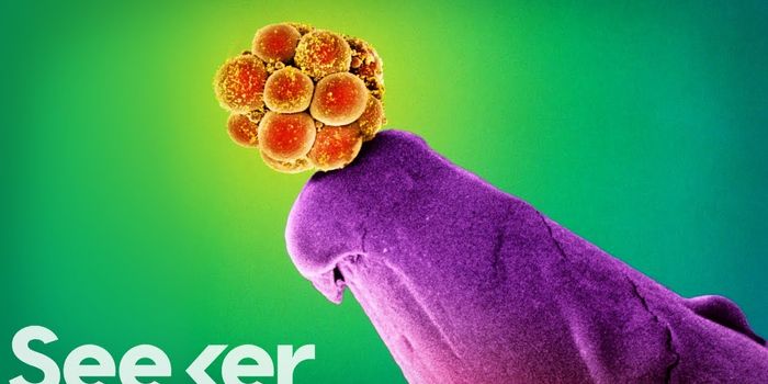 When Cells Decide Their Fate