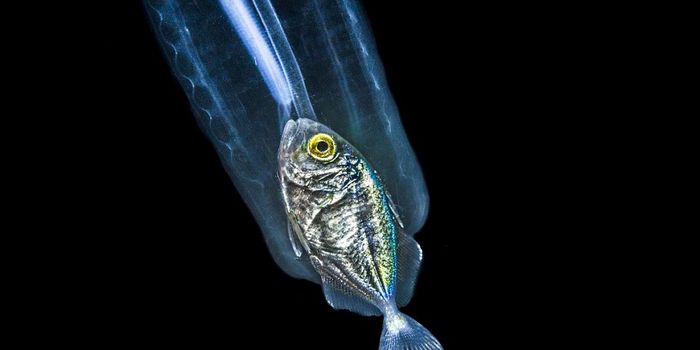 Deep Sea Diver Captures Photo of Fish Inside See-Through Sea Creature