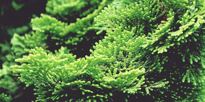 Do Japanese Trees Synchronize Pollen Release?