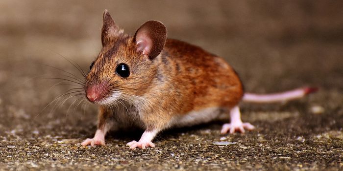Scientists Discover Record-Breaking Rodent