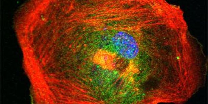 Catching Cells in the Act of Self-Repair