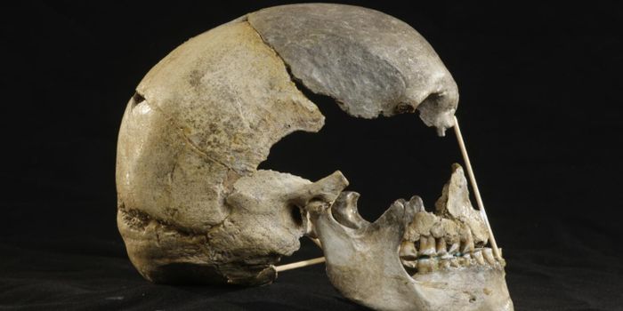 Skull Fossil Yields One of the Oldest Modern Human Genomes