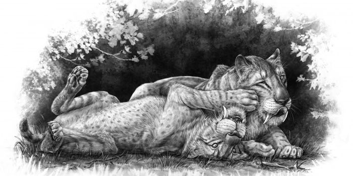A Cuter Look at Saber Tooth Tigers