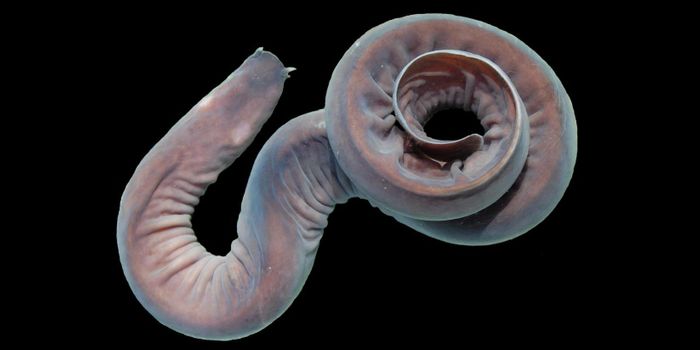 Understanding the Zombie Heart of the Hagfish