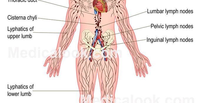 Growing Lymphatic Cells in the Lab