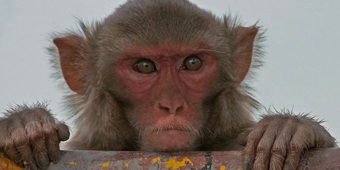Monkeys Help Develop Brain-Machine Interface