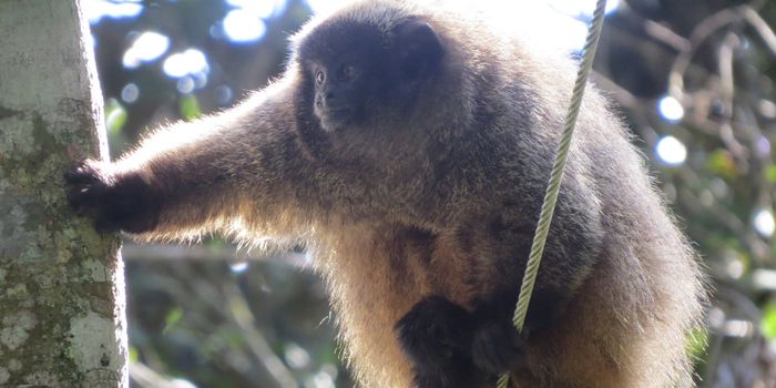 Researchers Probe the Complex Predatory Warning Calls of Titi Monkeys