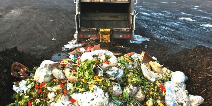 Waste not: the environmental impact of unconsumed food