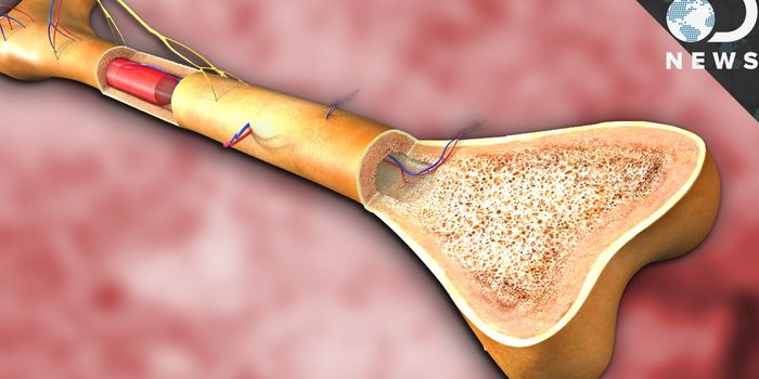 What Can We Do With Bone Marrow?