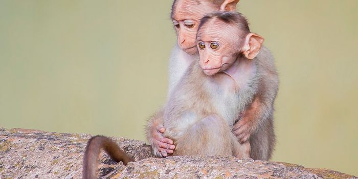 Understanding Why Humans Lost Their Tails