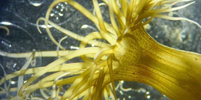 Coral Cells Can Spit Out the Symbionts They Don't Want