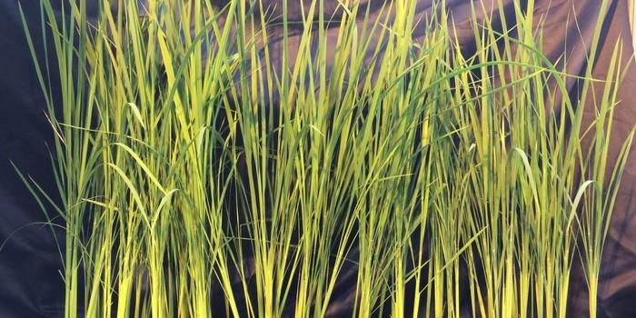 Tiny Crops, Big Goals: Overcoming the Limits of Space Farming
