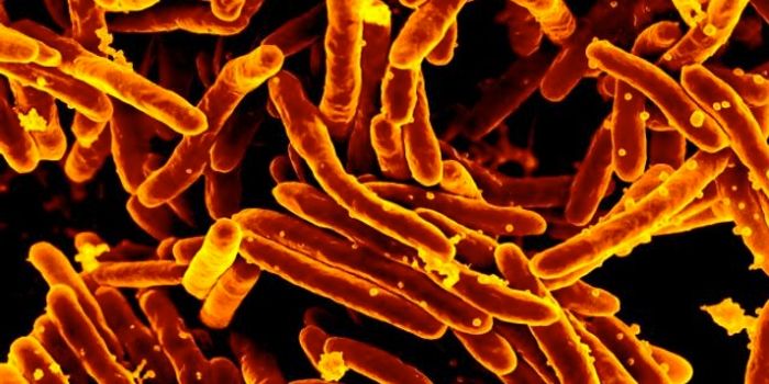 Persisters: Bacteria That Evade Drug Treatment