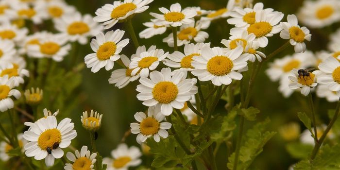 The anti-cancer flower