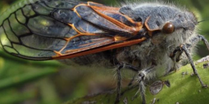 Unusual Gene Evolution in Bacteria