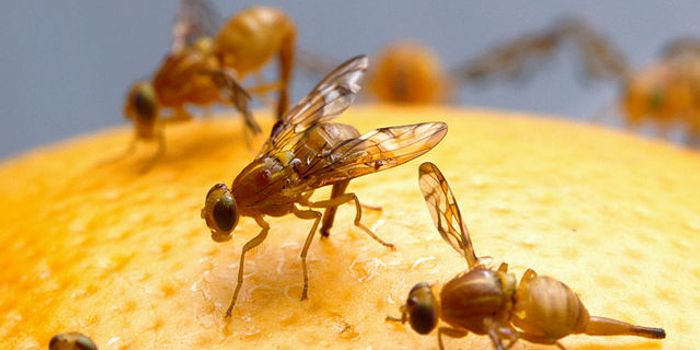 Optogenetics, Fruit Flies and Epilepsy: A Ray of Light