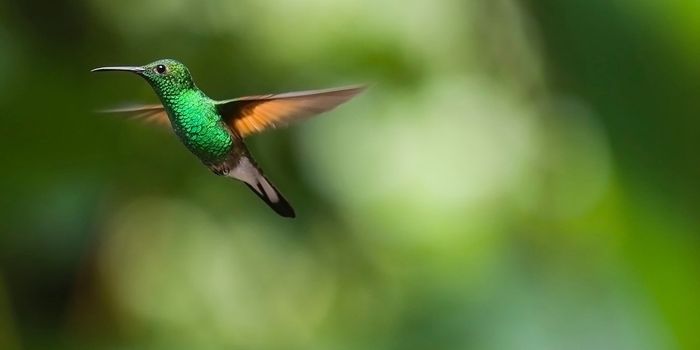 Here's Why High-Speed Cameras Are Used to Film Wildlife