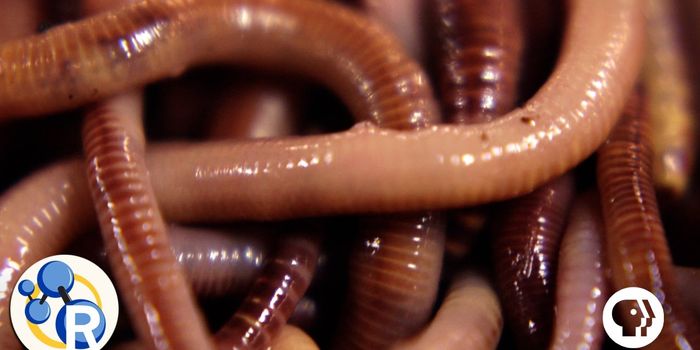 Compost Chemistry Depends on Worms