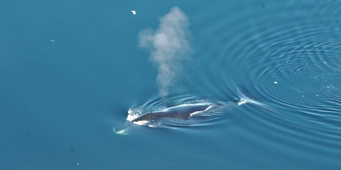 Bowhead Whales Sing More Songs Than Any Other Whale