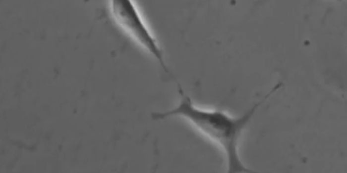 Watching the Movement of Stem Cells