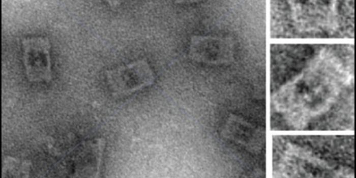 Synthetic Biology: DNA Nanocages Enhance Enzymatic Reactions