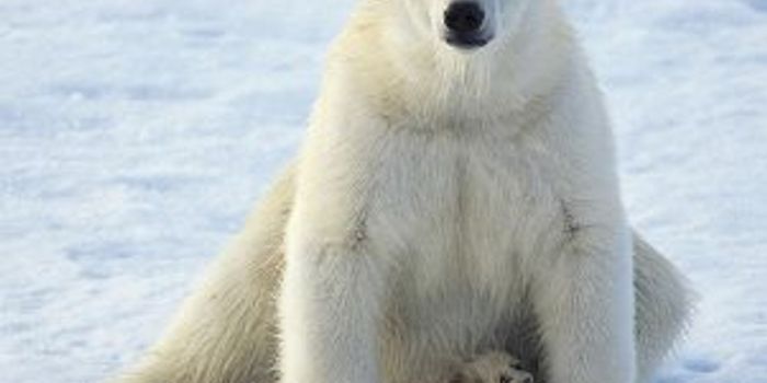 How Genetic Adaptions May Help Polar Bears Stay Warm 