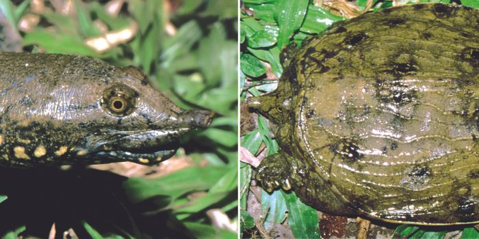 New Turtle Species Discovered in Asia, But it's Almost Extinct Already