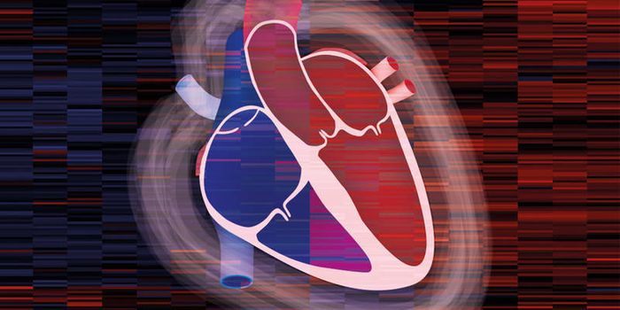 For the First Time, Scientists Have A Protein Map of the Heart