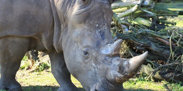 Poachers Kill White Rhino in French Zoo