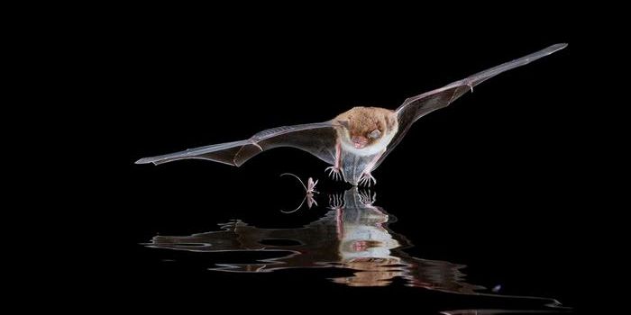 Researchers Learn How Bat Behavior Enables Them to Safely Host Viruses