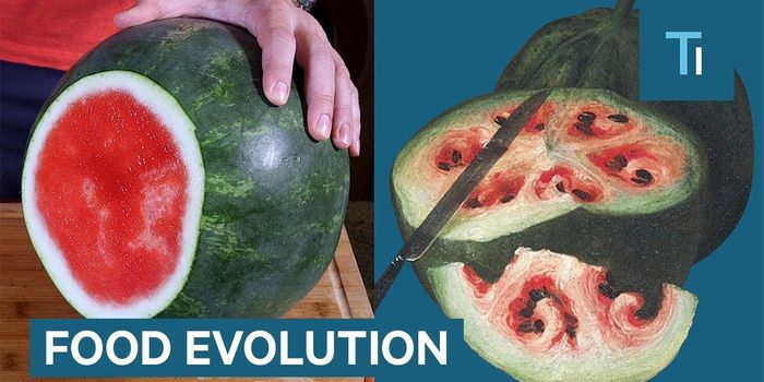 Plant Domestication: The Original GMO?