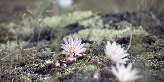 Study Examines Cannabis Users' Anterior Cingulate and Its Role in Empathy