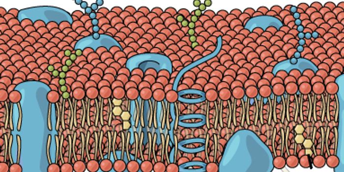 Researchers Learn More About the Function of Cholesterol