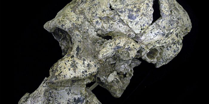 Tracking the Evolution of Hearing and Language